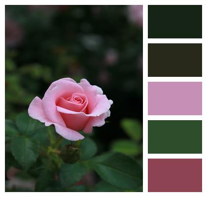 Flower Pink Rose Rose Image